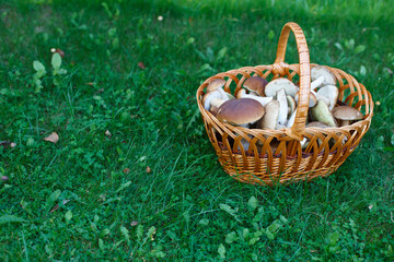 Fototapeta na wymiar Edible mushrooms porcini in the wicker basket in green grass.