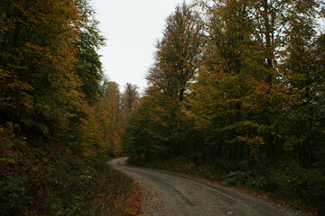 A road that is full of trees with dark bright and autumn leaves under the cloudy sky.