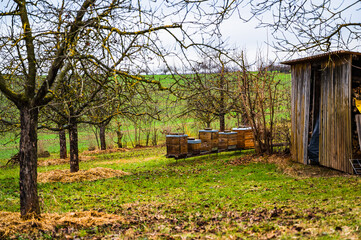 The wooden bee boxes surrounded by trees on a grassy field in the countryside