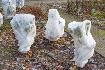Plants and trees in a park or garden covered with blanket, swath of burlap, frost protection bags...