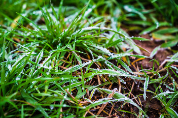 A closeup of the green fresh grass covered in crystal clear morning frost