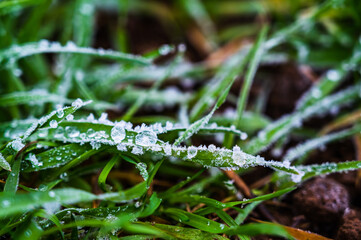 A closeup of the green fresh grass covered in crystal clear morning frost