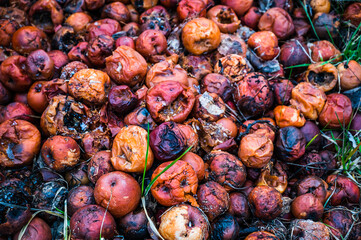 A closeup of the rotten old and weathered brown apples on the ground