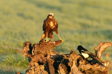 Adult female Western marsh harrier with the first light of dawn on a cold sunny winter day