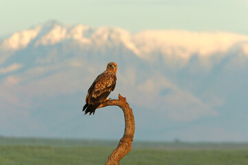 Spanish Imperial Eagle two-year-old female at first light of day on a cold winter morning