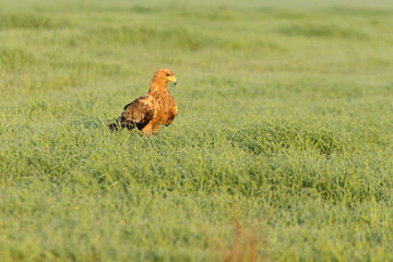 Spanish Imperial Eagle two-year-old female at first light of day on a cold winter morning