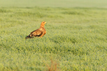 Obraz na płótnie Canvas Spanish Imperial Eagle two-year-old female at first light of day on a cold winter morning