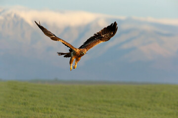 Spanish Imperial Eagle two-year-old female flying at first light of day on a cold winter morning