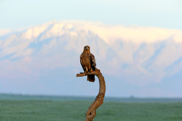 Spanish Imperial Eagle two year old female with the first light of dawn on a cold winter day