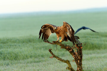 Spanish Imperial Eagle two-year-old female at first light of day on a cold winter morning