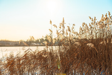 Fluffy reeds swaying in the wind on a Sunny winter day. Beautiful natural background