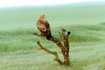 Spanish Imperial Eagle two year old female with the first light of dawn on a cold winter day