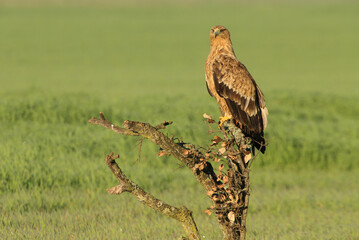 Spanish Imperial Eagle two year old female with the first light of dawn on a cold winter day