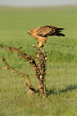 Spanish Imperial Eagle two year old female with the first light of dawn on a cold winter day