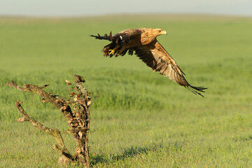 Spanish Imperial Eagle two-year-old female flying at first light of day on a cold winter morning