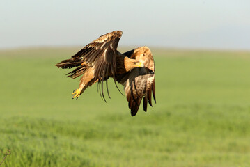 Spanish Imperial Eagle two-year-old female flying at first light of day on a cold winter morning
