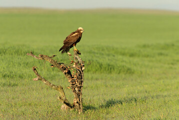 Adult female Western marsh harrier with the first light of dawn on a cold sunny winter day
