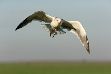 Yellow-legged gull with the first light of dawn on a cold winter's day