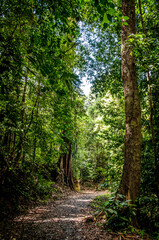 Obraz premium Green Jungle Path