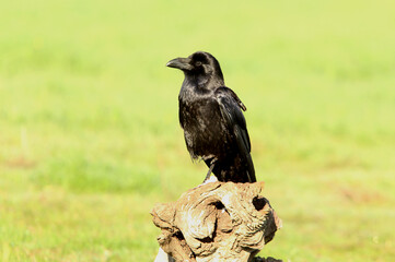 Common raven with the first light of dawn on a cold winter's day