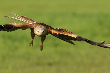 Red kite with the first light of dawn on a cold winter day