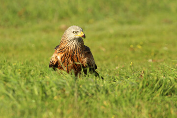 Red kite with the first light of dawn on a cold winter day