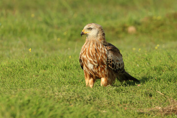 Red kite with the first light of dawn on a cold winter day