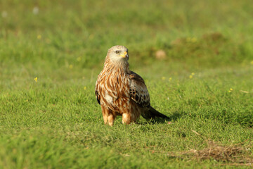 Red kite with the first light of dawn on a cold winter day