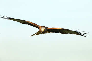Fototapeta na wymiar Red kite with the first light of a cold winter day