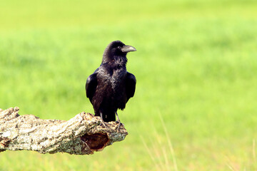 Common raven with the first light of dawn on a cold winter's day