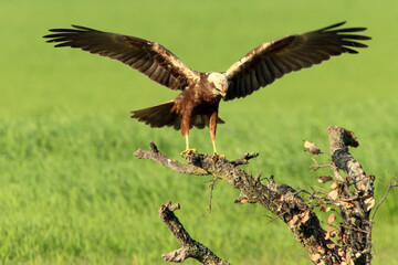 Western marsh harrier adult male bothered by a common magpie