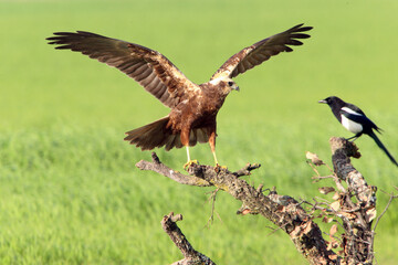 Western marsh harrier adult male bothered by a common magpie