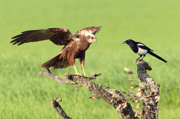 Western marsh harrier adult male bothered by a common magpie