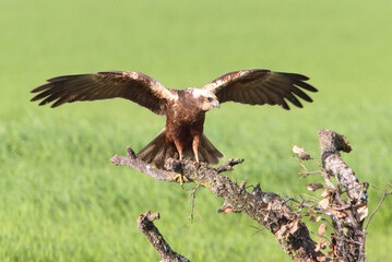 Western marsh harrier adult male bothered by a common magpie
