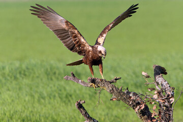 Western marsh harrier adult male bothered by a common magpie