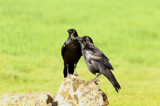 Common raven male and female  with the first light of day on a cold winter morning