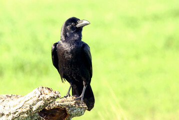 Common raven with the first light of dawn on a cold winter's day
