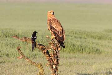 Spanish Imperial Eagle two-year-old female at first light of day on a cold winter morning