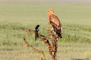 Spanish Imperial Eagle two-year-old female at first light of day on a cold winter morning