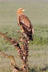 Spanish Imperial Eagle two year old female with the first light of dawn on a cold winter day