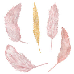 Pampas grass collection watercolor illustration. Hand drawn pastel pampas grass set isolated on white background.