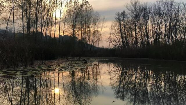 A video shot at sunset between the long trees with a drone in Sakarya Karasu Lake which is in Turkey. It is a real natural beauty. 