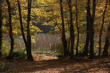 A photo of trees and branches in autumn. They are filled with green, dark, yellow, and red leaves.   