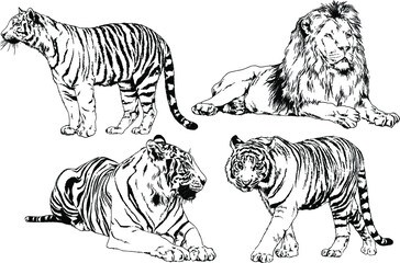 vector drawings sketches different predator , tigers lions cheetahs and leopards are drawn in ink by hand , objects with no background