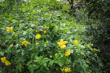 the winter jasmine flower（中药）