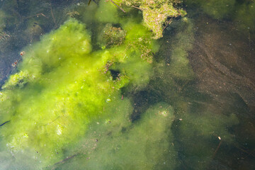 Blue algae, water pollution