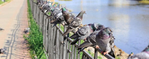 A lot of gray pigeons sitting on the iron fence of the river on the city embankment. Selective...