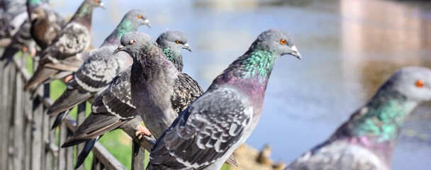 A lot of gray pigeons sitting on the iron fence of the river on the city embankment. Selective focus. Banner.	