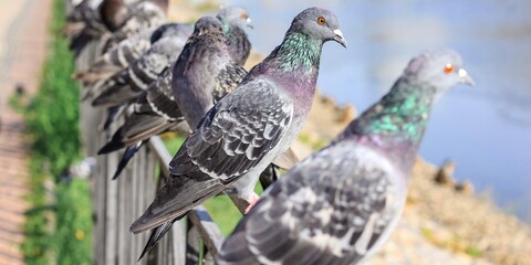 A lot of gray pigeons sitting on the iron fence of the river on the city embankment. Selective...