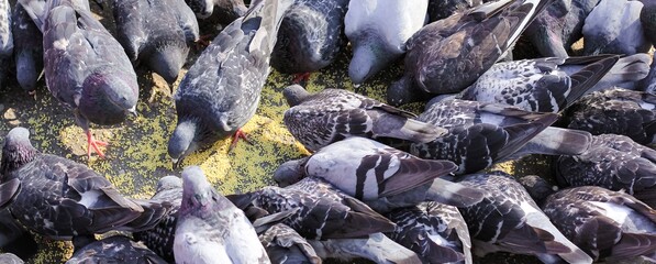 A lot of gray pigeons eating millet, grain in the city Park. Selective focus. Banner.	